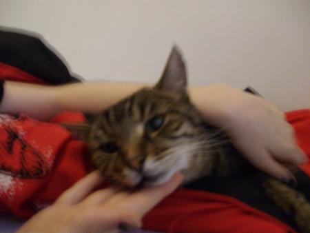 felix
