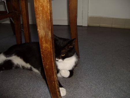my cat
